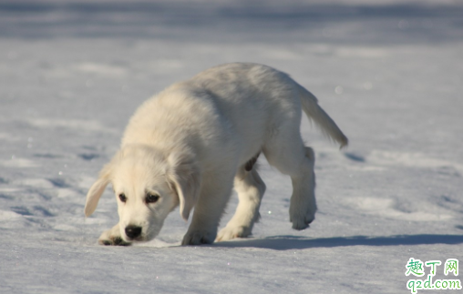 怎么分辨母狗真假怀孕 怎么避免母狗怀孕