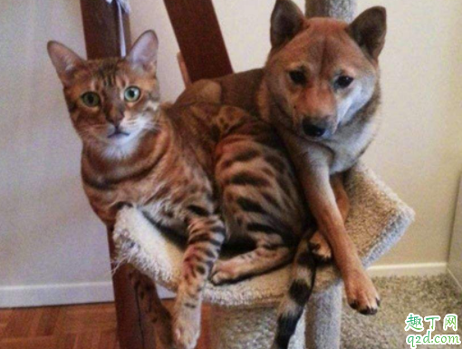 为什么母狗吃小狗的便便 母狗吃小狗怎么办