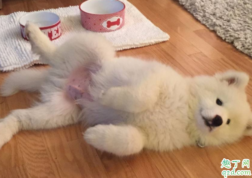 为什么母狗吃小狗的便便 母狗吃小狗怎么办