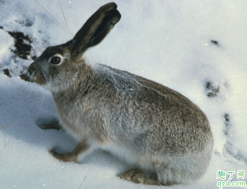 宠物兔有哪些种类 兔子当宠物要怎么养