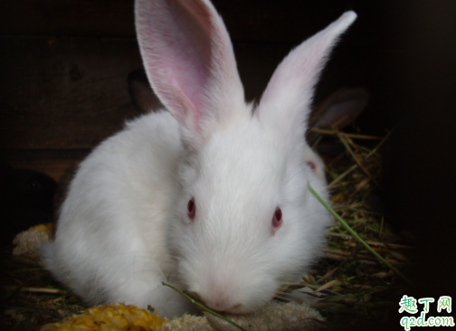 宠物兔有哪些种类 兔子当宠物要怎么养