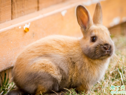 宠物兔有哪些种类 兔子当宠物要怎么养