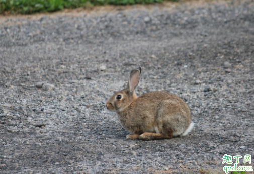 宠物兔有哪些种类 兔子当宠物要怎么养
