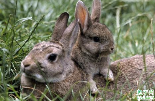 为什么不能给兔子喂水 喂兔子的草为什么不能有水