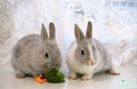 为什么不能给兔子喂水 喂兔子的草为什么不能有水