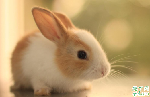 为什么不能给兔子喂水 喂兔子的草为什么不能有水