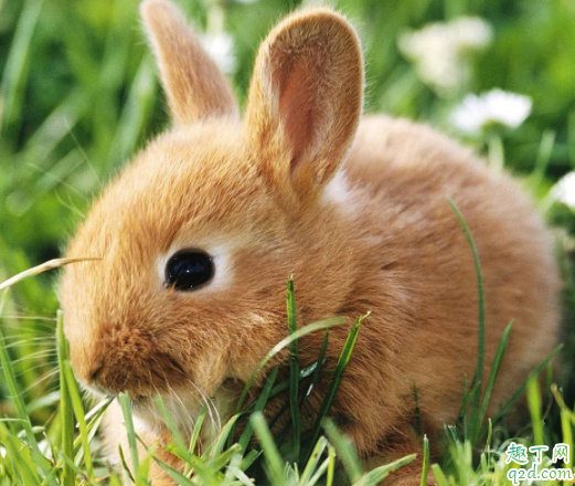 兔子磨牙吃什么好 兔子磨牙期是什么时候