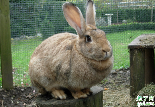 兔子磨牙吃什么好 兔子磨牙期是什么时候