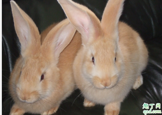 兔子磨牙吃什么好 兔子磨牙期是什么时候