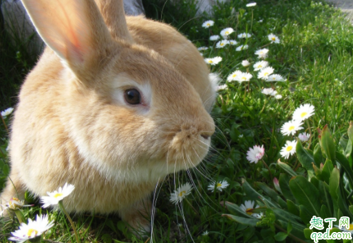 兔子磨牙吃什么好 兔子磨牙期是什么时候