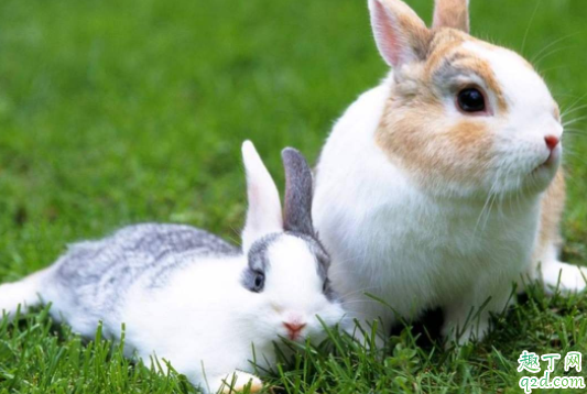 兔子眼睛睁不开怎么治 兔子一边流眼泪是怎么回事