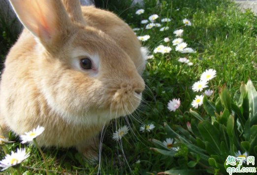 兔子眼睛睁不开怎么治 兔子一边流眼泪是怎么回事