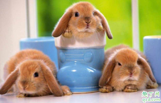 兔子眼睛睁不开怎么治 兔子一边流眼泪是怎么回事