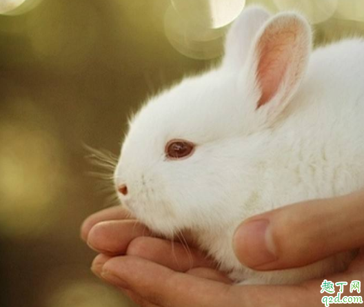 兔子眼睛睁不开怎么治 兔子一边流眼泪是怎么回事