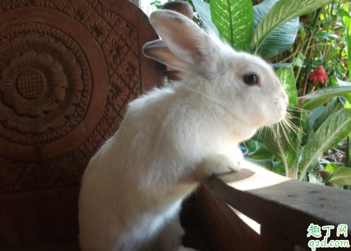 兔子怎么分公母 兔子需要做绝育手术吗