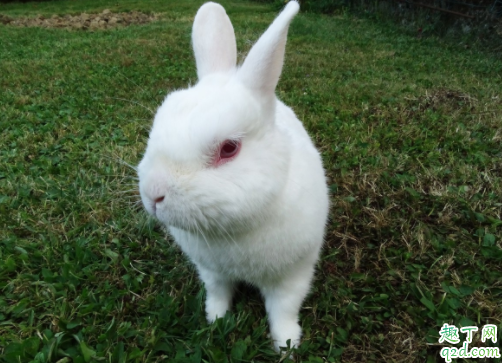 兔子怎么分公母 兔子需要做绝育手术吗