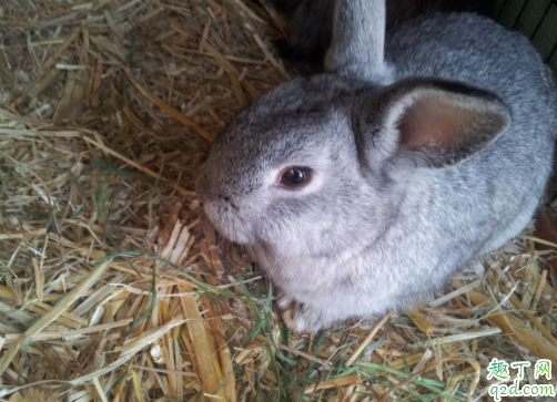 兔子怎么分公母 兔子需要做绝育手术吗