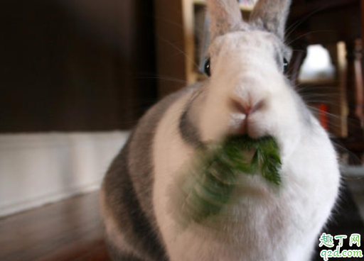 兔子有没有怀宝宝怎么看 兔子怀孕多久生兔宝宝