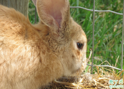 兔子有没有怀宝宝怎么看 兔子怀孕多久生兔宝宝