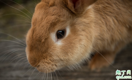 兔子有没有怀宝宝怎么看 兔子怀孕多久生兔宝宝