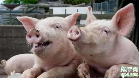 2019年底猪价上涨空间大吗 明年养猪好不好2020