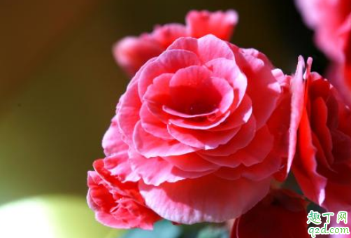 暗屋里的长寿花容易开花吗 长寿花怎样养可以爆盆