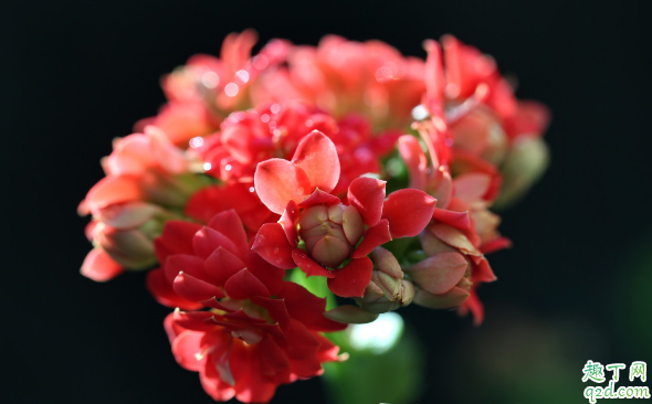 长寿花老长虫是咋回事 长寿花怎么防虫害