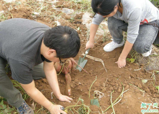 怎么种红薯才能长得大 红薯怎么种才结薯多