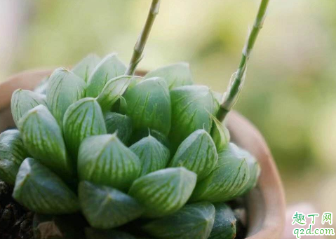 多肉植物玉露为什么不长根 玉露没根怎么解决