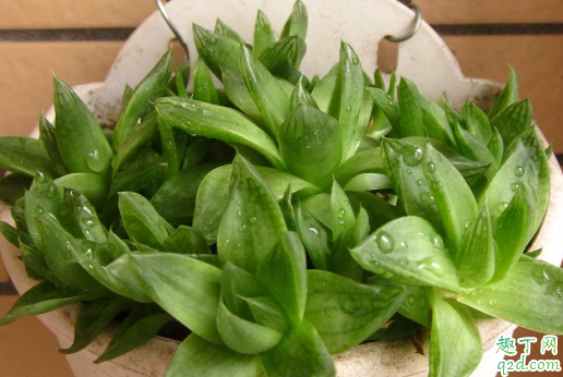 多肉植物玉露为什么不长根 玉露没根怎么解决