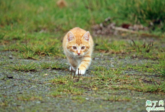 猫咪毛囊炎可以洗澡吗 猫咪毛囊炎是什么引起