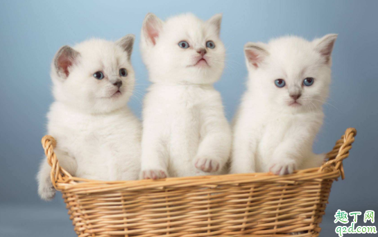 猫咪毛囊炎可以洗澡吗 猫咪毛囊炎是什么引起