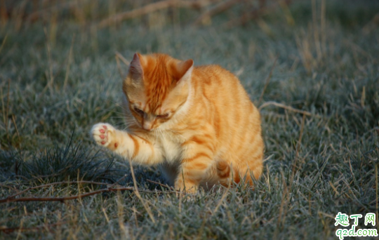 猫咪毛囊炎可以洗澡吗 猫咪毛囊炎是什么引起