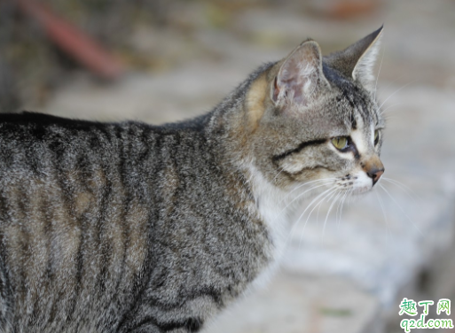 猫咪毛囊炎会传染吗 猫咪毛囊炎会痒吗