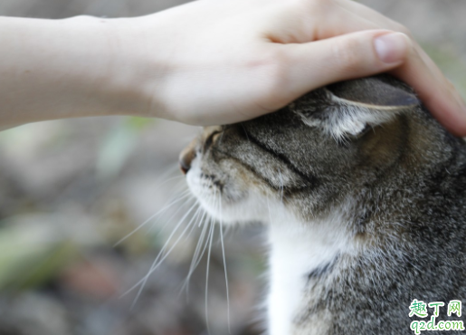 猫咪毛囊炎会传染吗 猫咪毛囊炎会痒吗