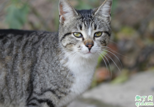 猫咪毛囊炎会传染吗 猫咪毛囊炎会痒吗