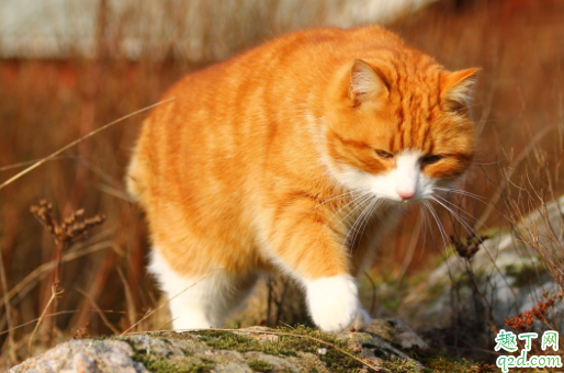 猫咪毛囊炎会传染吗 猫咪毛囊炎会痒吗