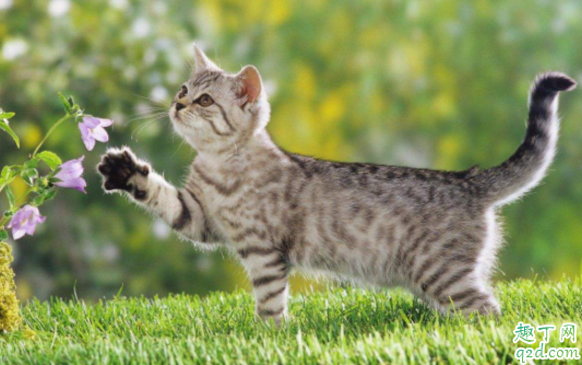 猫咪肾衰竭会很痛苦吗 猫咪急性肾衰竭能治好吗