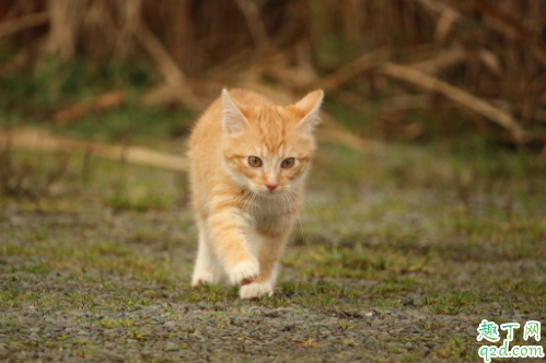 猫咪肾衰竭会乱尿吗 猫咪为什么会肾衰竭