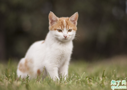 猫咪肾衰竭会乱尿吗 猫咪为什么会肾衰竭