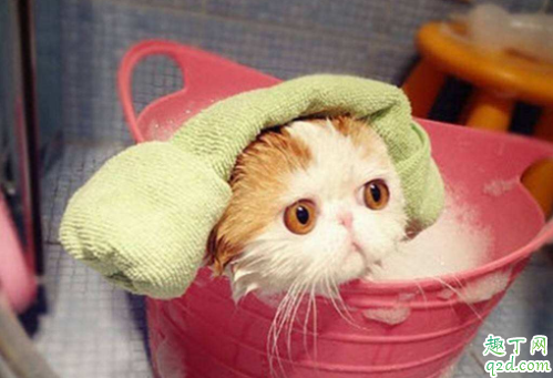两个月大的猫咪能洗澡吗 猫咪一年不洗澡会怎么样