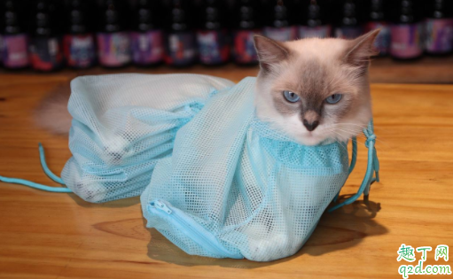 猫咪洗澡后常反吐怎么了 猫咪洗了澡后一直睡是什么原因