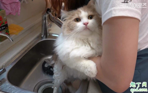 猫咪洗澡后常反吐怎么了 猫咪洗了澡后一直睡是什么原因