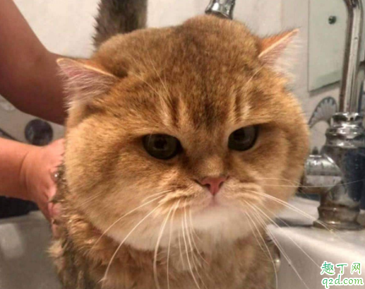 猫咪洗澡后常反吐怎么了 猫咪洗了澡后一直睡是什么原因