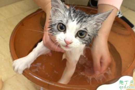 猫咪洗澡后常反吐怎么了 猫咪洗了澡后一直睡是什么原因