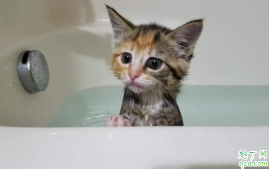 猫绝育前一天可以洗澡吗 猫咪耳螨期间可以洗澡吗