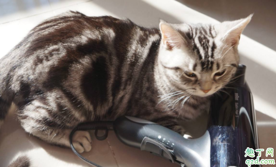 猫绝育前一天可以洗澡吗 猫咪耳螨期间可以洗澡吗