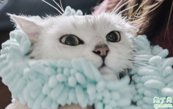 猫绝育前一天可以洗澡吗 猫咪耳螨期间可以洗澡吗