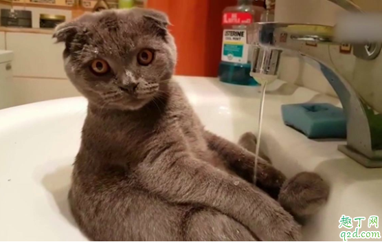 猫绝育前一天可以洗澡吗 猫咪耳螨期间可以洗澡吗