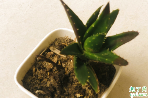 新买的芦荟需要浇透水吗 芦荟多久浇次水好